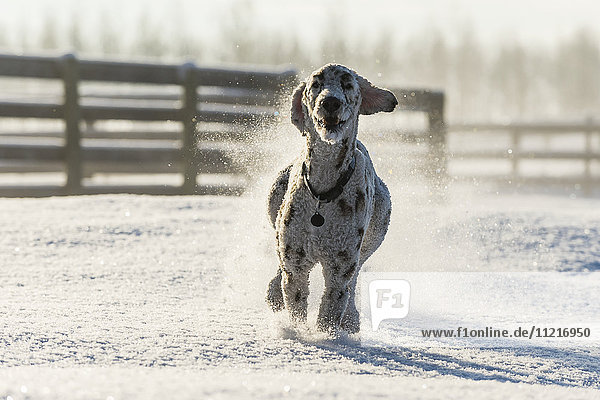 'Dog running in the snow; Cremona  Alberta  Canada'
