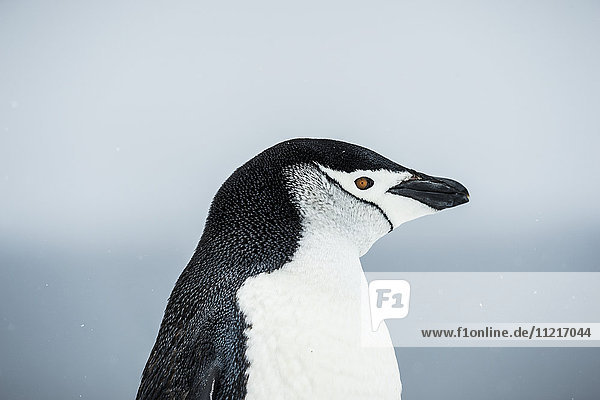 Chinstrap-Pinguin (Pygoscelis antarctica) Porträt; Halbmondinsel  Süd-Shetland-Inseln  Antarktis'.