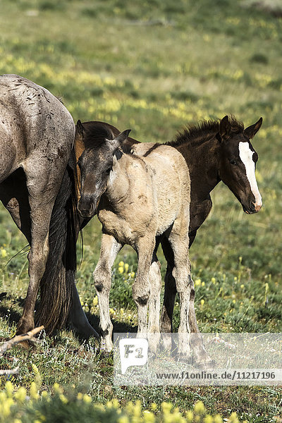 'Wild horses  Pryor Mountains Wild Horse Refuge  Montana-Wyoming border; United States of America'