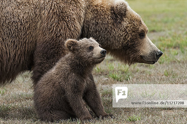 Braunbärensau (ursus arctos) mit ihrem Jungen