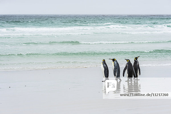 Königspinguine (Aptenodytes patagonicus) stehen zusammen am Strand am Wasser