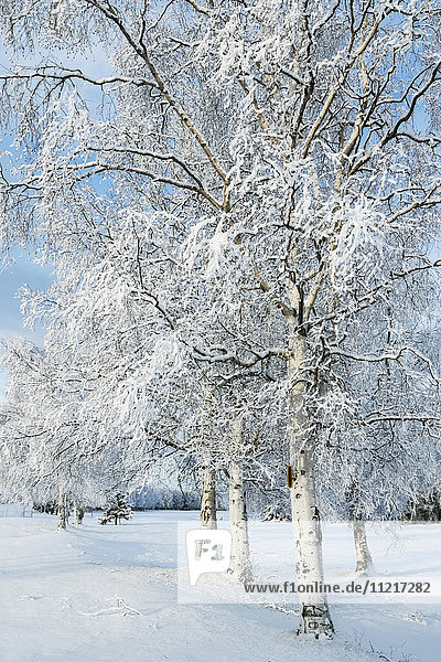 'Snow covered trees in a field in winter; Alaska  United States of America'
