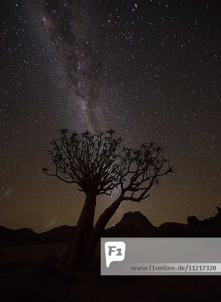 The milky way slashes across the night sky above a quiver tree (kokerboom  aloe dichotoma) in Richtersveld National Park; South Africa