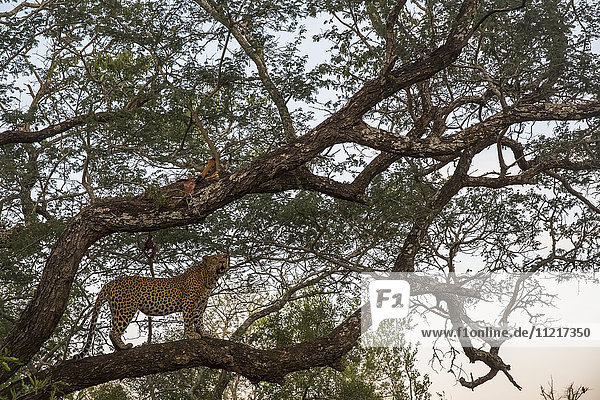 Leopard (Panthera pardus) standing in a tree  Sabi Sand Game Reserve; South Africa
