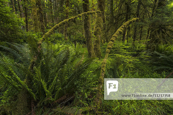 Üppiger Regenwald; Haida Gwaii  British Columbia  Kanada'.