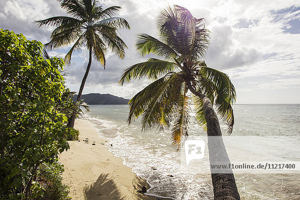 Zwei Palmen am Strand mit Sonneneinstrahlung; St. Croix  Jungferninseln  Vereinigte Staaten von Amerika'.