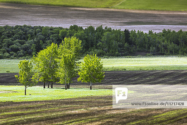 Eine Gruppe von Bäumen in einem grasbewachsenen Feld  umgeben von Erde und einer Baumreihe im Hintergrund  westlich von High River; Alberta  Kanada'.