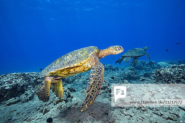 Grüne Meeresschildkröten (Chelonia mydas)  eine gefährdete Art; Hawaii  Vereinigte Staaten von Amerika