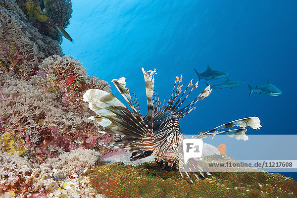 Rotfeuerfisch (Pterois volitans) und Graue Riffhaie (Carcharhinus amblyrhynchos); Yap  Mikronesien