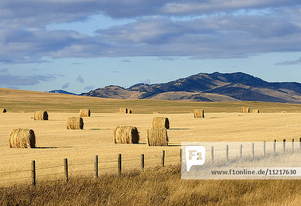 'Round bales of hay on a golden field with mountains in the distance; Pincher Creek  Alberta  Canada'