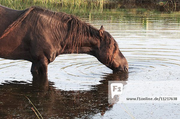 Sable Island Pferd trinkt Wasser aus einem Teich; Sable Island  Nova Scotia  Kanada'.
