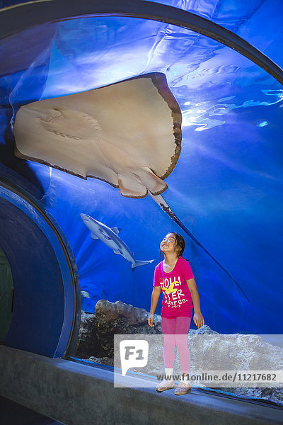 A young asian girl gets a close look at a Hawaiian Stingray (Dasyatis brevis) and blacktip reef shark (Carcharhinus melanopterus) at the Maui Ocean Center; Maalaea  Maui  Hawaii  United States of America