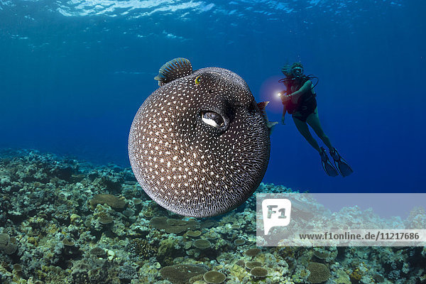 A diver gets a look at a Guineafowl pufferfish (Arothron meleagris); Yap  Micronesia