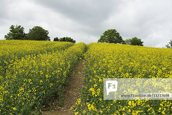 'A trail through a field of rapeseed; Nettledon  England'