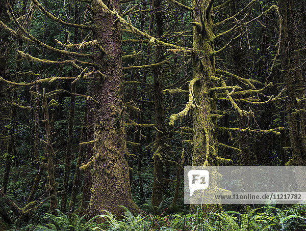 Weite Regenwaldflächen finden sich im Ecola State Park; Cannon Beach  Oregon  Vereinigte Staaten von Amerika'.