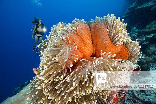 Diver and common anemonefish (Amphiprion perideraion) most often found associated with the anemone (Heteractis magnifica)  as pictured here; Yap  Micronesia