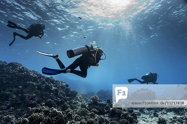 Scuba divers from Big island Divers swimming along the edge of a coral reef off the Kona coast; Island of Hawaii  Hawaii  United States of America