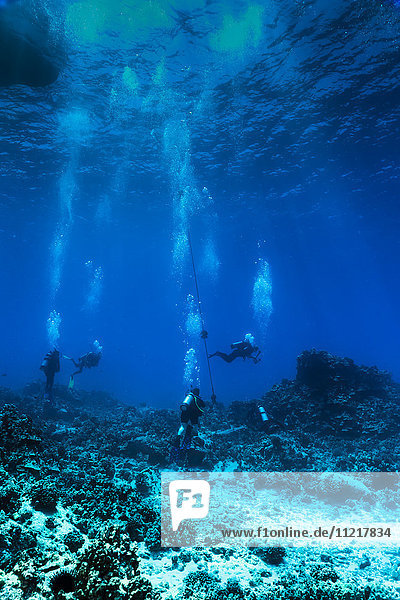 Eine Gruppe von Tauchern der Big Island Divers hält sich neben einer permanenten Verankerung am Tauchplatz Golden Arches an der Küste von Kona auf; Insel Hawaii  Hawaii  Vereinigte Staaten von Amerika