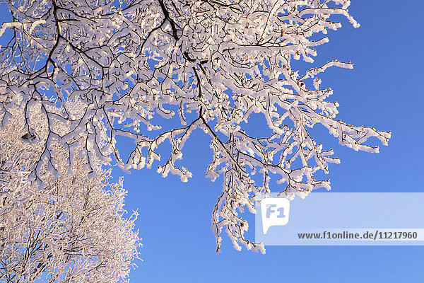 'Hoar frosted tree branches against a blue sky; Anchorage  Alaska  United States of America'