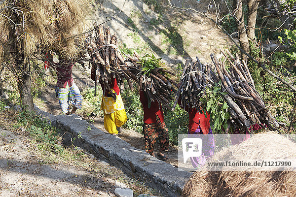 Traditionell gekleidete indische Frauen tragen Brennholz auf dem Kopf in ein ländliches Bergdorf