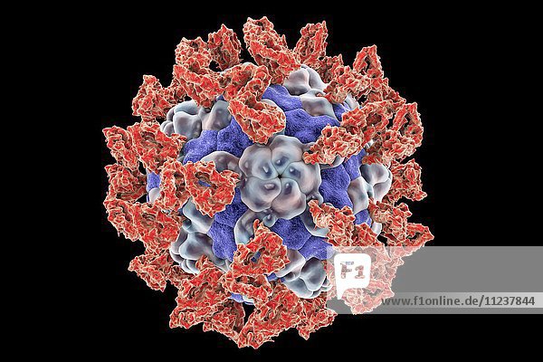Parechovirus with integrin  illustration