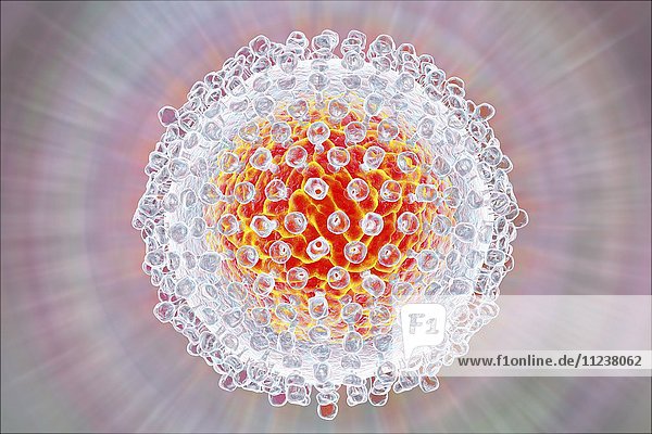 Hepatitis-C-Virus  Illustration