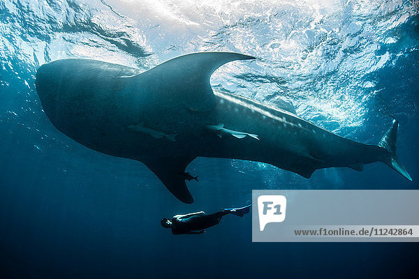 Whale shark (Rhincodon Typus) and diver swimming near surface of water  Contoy Island  Mexico