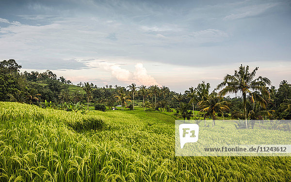 Grüne Jatiluwih-Reisterrasse  Bali  Indonesien