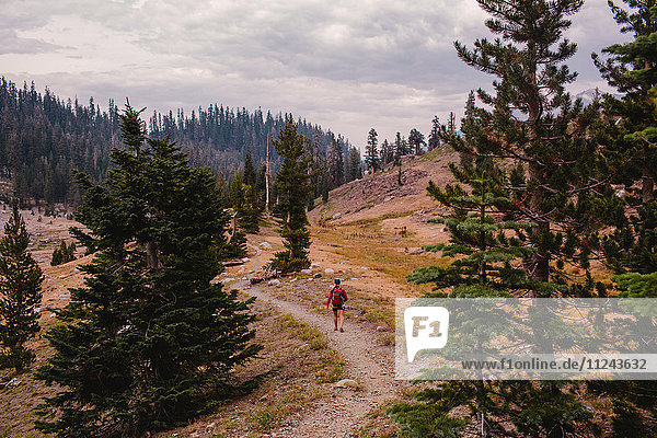Frau wandert entlang des Weges  Rückansicht  Mineral King  Sequoia National Park  Kalifornien  USA