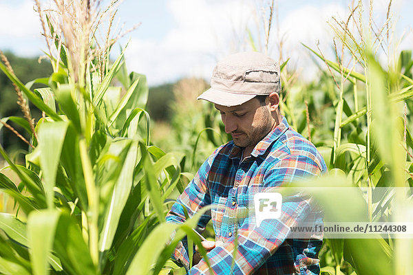 Landwirt im Maisfeld bei der Qualitätskontrolle von Maispflanzen