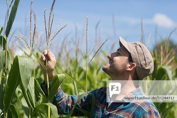 Landwirt im Maisfeld bei der Qualitätskontrolle von Maispflanzen