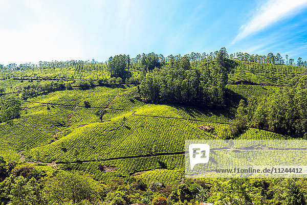 Teeplantage Kerala Indien