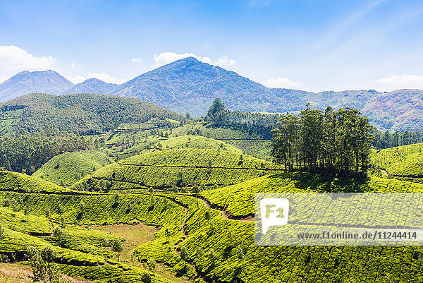 Teeplantage Kerala Indien