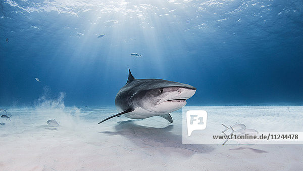 Unterwasser-Ansicht des Tigerhais  Nassau  Bahamas