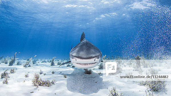 Unterwasser-Ansicht des Tigerhais Nassau Bahamas