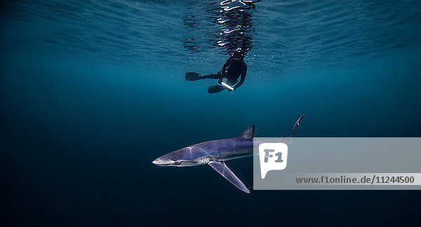 Unterwasseransicht eines Tauchers  der über einem Hai schwimmt  San Diego  Kalifornien  USA