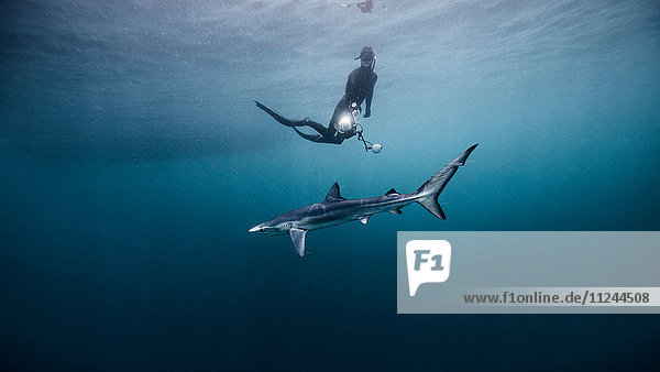 Underwater view of diver swimming above shark  San Diego  California  USA
