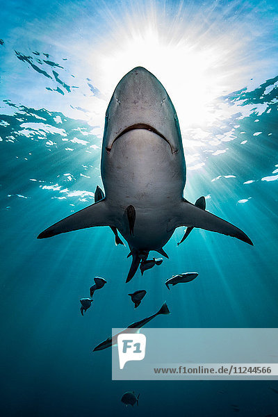 Großer ozeanischer Schwarzspitzen-Hochseehai (Carcharhinus Limbatus)  der nahe der Meeresoberfläche schwimmt  Aliwal Shoal  Südafrika