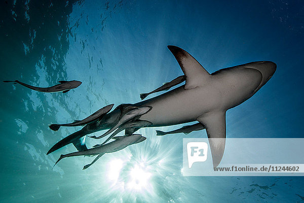 Ozeanischer Schwarzspitzen-Hochseehai (Carcharhinus Limbatus)  der nahe der Meeresoberfläche schwimmt  Aliwal Shoal  Südafrika