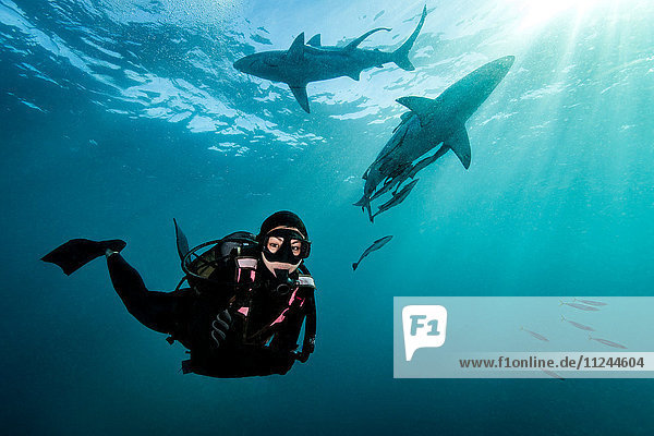 Taucher umgeben von ozeanischen Schwarzspitzenhaien (Carcharhinus Limbatus) nahe der Meeresoberfläche  Aliwal Shoal  Südafrika