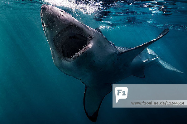 Weißer Hai (Carcharodon Carcharias) schwimmt nahe der Meeresoberfläche  Gansbaai  Südafrika