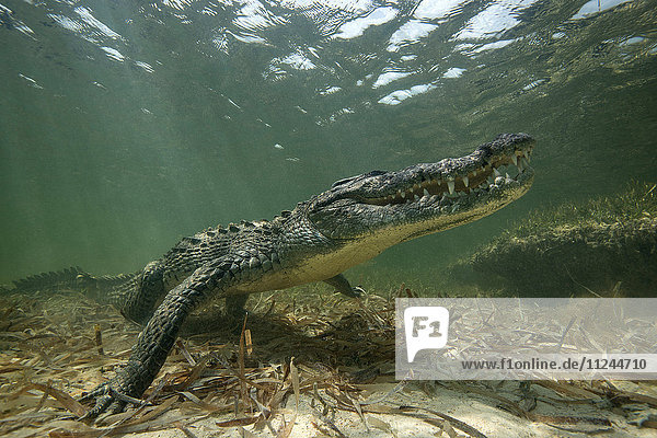 Amerikanisches Krokodil (Crodoylus acutus) in den Untiefen des Chinchorro-Atolls  Mexiko