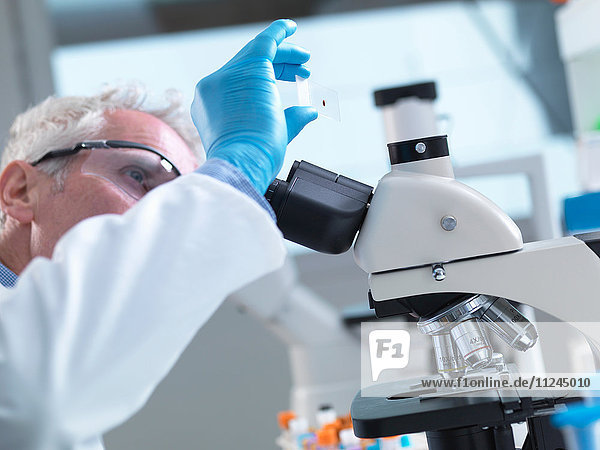 Wissenschaftler bereitet einen Objektträger mit einer Probe menschlichen Blutes zur Betrachtung unter einem Mikroskop im Labor für medizinische Tests vor