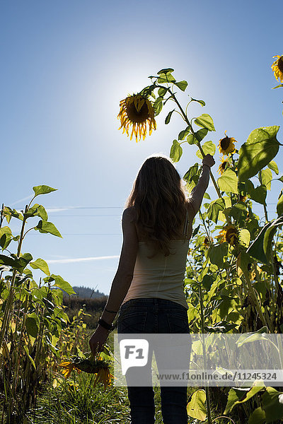 Rückansicht einer jungen Frau,  die Sonnenblumenstängel im Feld auf einem Biobetrieb hält