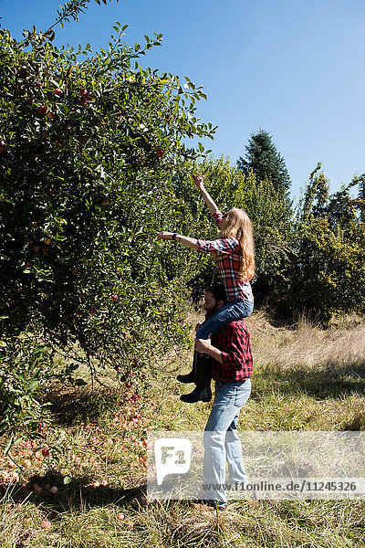 Junge Frau auf den Schultern ihres Freundes beim Äpfelpflücken im Obstgarten eines Biobetriebs