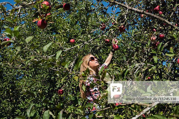 Junge Frau pflückt Äpfel im Obstgarten eines Biobetriebs