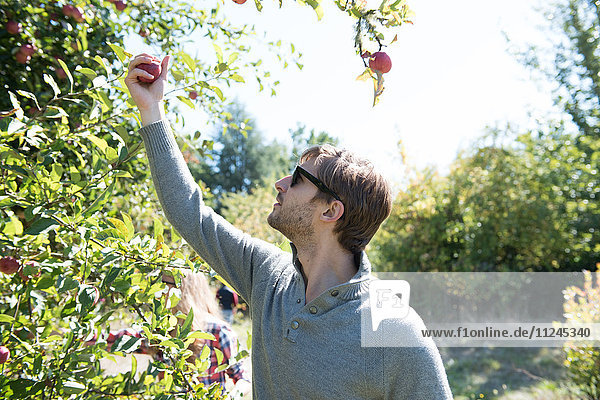Junger Mann pflückt Äpfel im biologisch bewirtschafteten Obstgarten