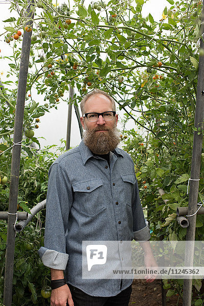 Porträt eines reifen Mannes mit Tomatenpflanzen in einem Biobetrieb-Polytunnel