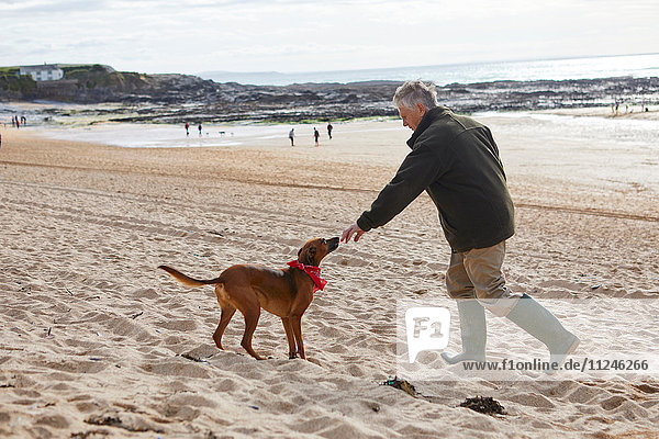 Man and dog on beach  Constantine Bay  Cornwall  UK