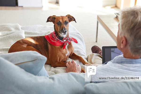 Dog watching owner use digital tablet